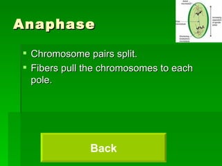 Anaphase Chromosome pairs split. Fibers pull the chromosomes to each pole. Back 