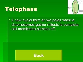 Telophase 2 new nuclei form at two poles wher3e chromosomes gather mitosis is complete cell membrane pinches off. Back 