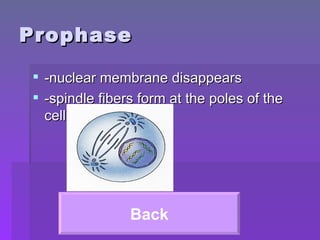 Prophase -nuclear membrane disappears -spindle fibers form at the poles of the cell Back 