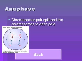 Anaphase Chromosomes pair split and the chromosomes to each pole Back 