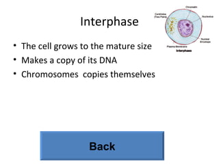 Interphase The cell grows to the mature size Makes a copy of its DNA Chromosomes  copies themselves Back 