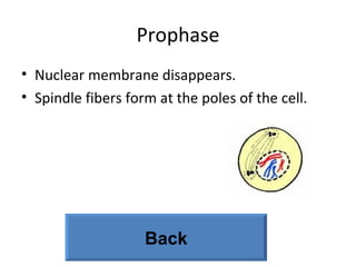 Prophase Nuclear membrane disappears. Spindle fibers form at the poles of the cell. Back 