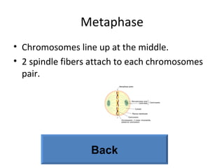 Metaphase Chromosomes line up at the middle. 2 spindle fibers attach to each chromosomes pair. Back 
