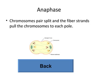 Anaphase Chromosomes pair split and the fiber strands pull the chromosomes to each pole. Back 