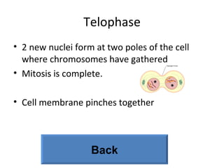 Telophase 2 new nuclei form at two poles of the cell where chromosomes have gathered  Mitosis is complete. Cell membrane pinches together  Back 