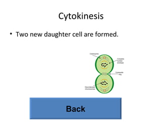 Cytokinesis Two new daughter cell are formed. Back 