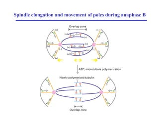 Spindle elongation and movement of poles during anaphase B
 