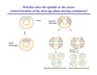 Whether does the spindle or the asters
control location of the cleavage plane during cytokinesis?
 