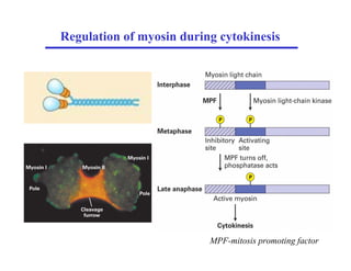Regulation of myosin during cytokinesis
MPF-mitosis promoting factor
 