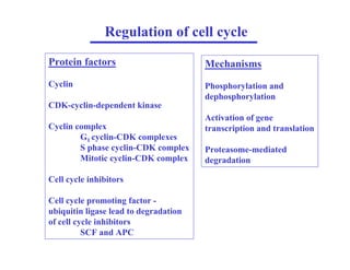 Regulation of cell cycle
Protein factors
Cyclin
CDK-cyclin-dependent kinase
Cyclin complex
G1 cyclin-CDK complexes
S phase cyclin-CDK complex
Mitotic cyclin-CDK complex
Cell cycle inhibitors
Cell cycle promoting factor -
ubiquitin ligase lead to degradation
of cell cycle inhibitors
SCF and APC
Mechanisms
Phosphorylation and
dephosphorylation
Activation of gene
transcription and translation
Proteasome-mediated
degradation
 