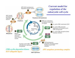 Current model for
regulation of the
eukaryotic cell cycle
CDK-cyclin-dependent kinase
SCF-ubiquitin ligase
APC-anaphase promoting complex
 