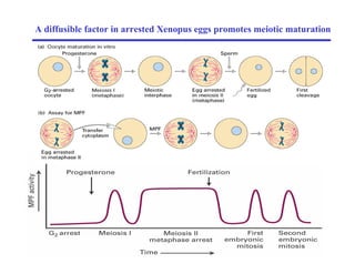 A diffusible factor in arrested Xenopus eggs promotes meiotic maturation
 