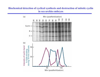 Biochemical detection of cyclical synthesis and destruction of mitotic cyclin
in sea urchin embryos
 
