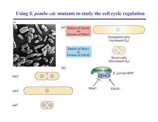 Using S. pombe cdc mutants to study the cell cycle regulation
 