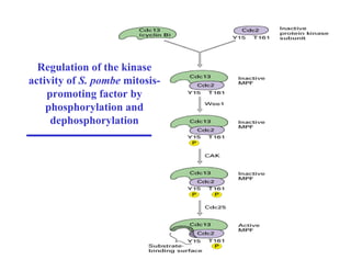 Regulation of the kinase
activity of S. pombe mitosis-
promoting factor by
phosphorylation and
dephosphorylation
 