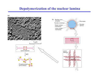 Depolymerization of the nuclear lamina
 