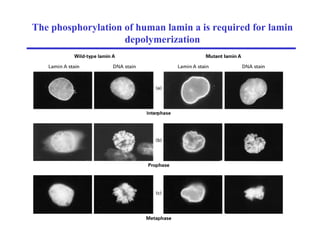 The phosphorylation of human lamin a is required for lamin
depolymerization
 