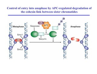 Control of entry into anaphase by APC-regulated degradation of
the cohesin link between sister chromatides
 