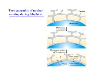 The reassembly of nuclear
envelop during telophase
 