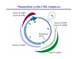 Mammalian cyclin-CDK complexes
 