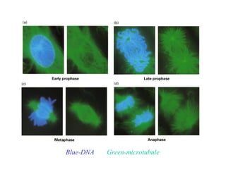 Blue-DNA Green-microtubule
 