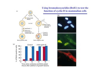 Using bromodeoxyuridin (BrdU) to test the
function of cyclin D in mammalian cells
 