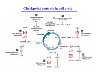 Checkpoint controls in cell cycle
 