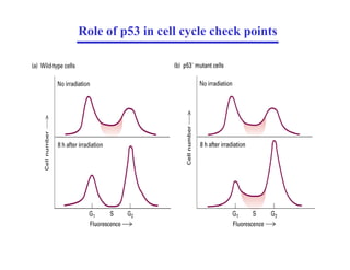 Role of p53 in cell cycle check points
 