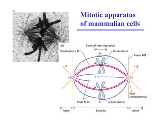 Fig. 19-36
Mitotic apparatus
of mammalian cells
 
