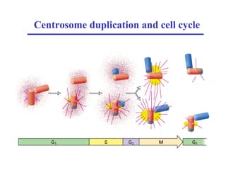 Centrosome duplication and cell cycle
 