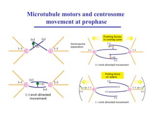 Microtubule motors and centrosome
movement at prophase
 