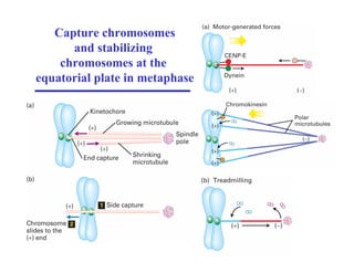 Capture chromosomes
and stabilizing
chromosomes at the
equatorial plate in metaphase
 
