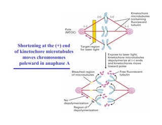 Shortening at the (+) end
of kinetochore microtubules
moves chromosomes
poleward in anaphase A
 