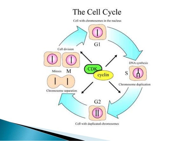 Cell Cycle and Cell Division