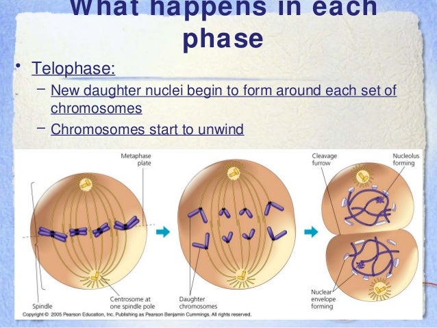 AP Bio Ch. 12, Cell cycle