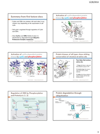 Cell cycle | PDF
