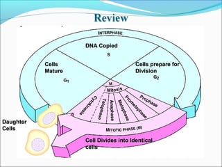 G1
G1 checkpoint
G1
G0
If a cell receives a go-ahead
signal at the G1 checkpoint,
the cell continues on in the
cell cycle.
If a cell does not receive a
go-ahead signal at the G1
checkpoint, the cell exits the
cell cycle and goes into G0, a
nondividing state.
 