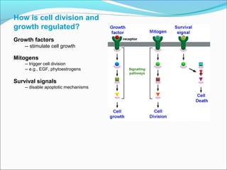 What did study of frog embryos reveal about the control
system?
Be sure to read
How we know
Frog egg cytoplasmic
transfer experiments
Something in the cytosol
triggers mitosis
-- called MPF
Activity of MPF oscillates
during the cell cycle
What is MPF?
 