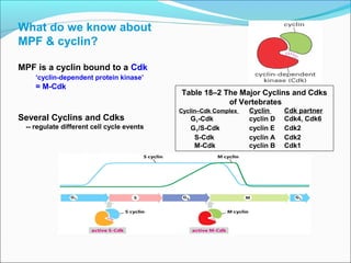 How is cyclin-CDK
activity regulated?
Two processes
1. Synthesis &
destruction of cyclin
-- ubiquination
-- proteasomes
2. Inactivation & activation
-- Activating/inhibitory
Kinases/phosphatase
-- Pos feedback  rapid activation
 