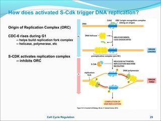 Regulation of Cell Cycle
What are the cell cycle checkpoints?
 