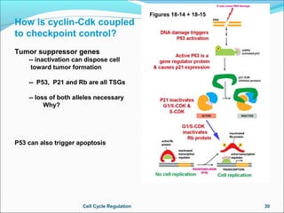 Regulation of Cell Cycle
How does the active
MPF bring about
events of mitosis
intiation?
 