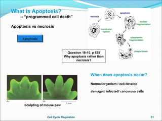 Regulation of Cell Cycle
How is G1 checkpoint controlled?
 