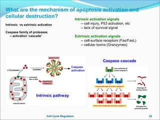 Regulation of Cell Cycle
 