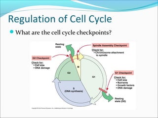 Cell Growth and Cancer
How can growth factors inhibit cell division?
Alterations in what kinds of genes lead to
development of cancer?
How do oncogenes cause cancer?
 