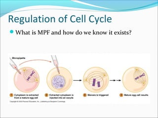 Cell Growth and Cancer
How does the p53
tumor suppressor gene
work?
 