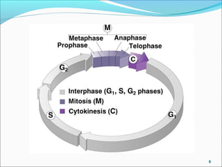 Interphase
During all of interphase, a cell generally continues to
transcribe genes,
synthesize proteins, and grow in mass.
Together, G1 and G2 phases provide additional time
for the cell to grow and duplicate its cytoplasmic
organelles
if interphase lasted only long enough for DNA
replication, the cell would not have time to double its
mass before it divided and would consequently shrink
with each division.
 