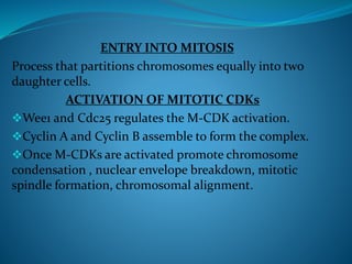 ENTRY INTO MITOSIS
Process that partitions chromosomes equally into two
daughter cells.
ACTIVATION OF MITOTIC CDKs
Wee1 and Cdc25 regulates the M-CDK activation.
Cyclin A and Cyclin B assemble to form the complex.
Once M-CDKs are activated promote chromosome
condensation , nuclear envelope breakdown, mitotic
spindle formation, chromosomal alignment.
 