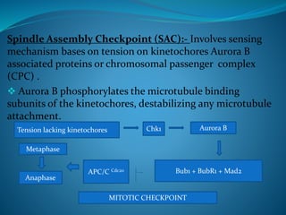 Spindle Assembly Checkpoint (SAC):- Involves sensing
mechanism bases on tension on kinetochores Aurora B
associated proteins or chromosomal passenger complex
(CPC) .
 Aurora B phosphorylates the microtubule binding
subunits of the kinetochores, destabilizing any microtubule
attachment.
Tension lacking kinetochores Chk1 Aurora B
Bub1 + BubR1 + Mad2APC/C Cdc20
Metaphase
Anaphase
MITOTIC CHECKPOINT
 
