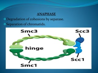 ANAPHASE
Degradation of cohesions by separase.
Separation of chromatids.
 