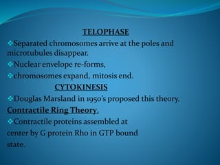 TELOPHASE
Separated chromosomes arrive at the poles and
microtubules disappear.
Nuclear envelope re-forms,
chromosomes expand, mitosis end.
CYTOKINESIS
Douglas Marsland in 1950’s proposed this theory.
Contractile Ring Theory.
Contractile proteins assembled at
center by G protein Rho in GTP bound
state.
 